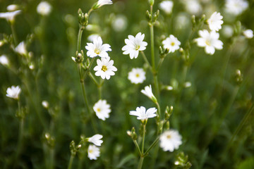 White flowers of Stellaria (stitchwort or chickweed)