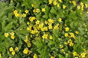 Barren strawberry Waldsteinia geoides flowering