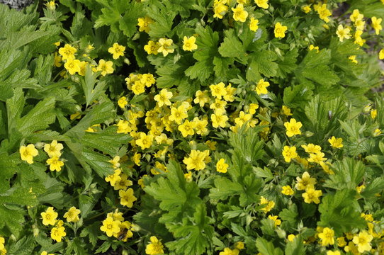 Barren strawberry Waldsteinia geoides flowering