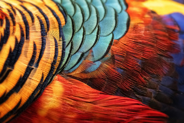 Beautiful abstract background consisting of golden pheasant - obrazy, fototapety, plakaty