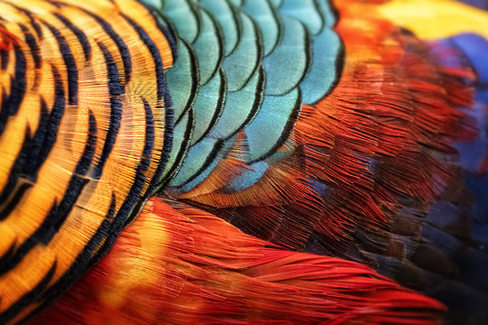 Beautiful abstract background consisting of golden pheasant