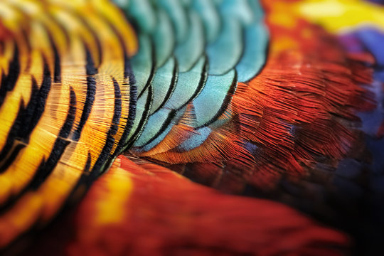 Beautiful abstract background consisting of golden pheasant 