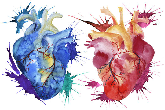 Hand painted watercolor anatomical hearts.