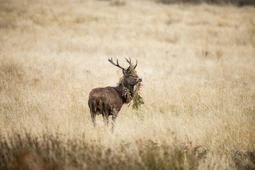 Majestic powerful red deer stag Cervus Elaphus in forest landsca