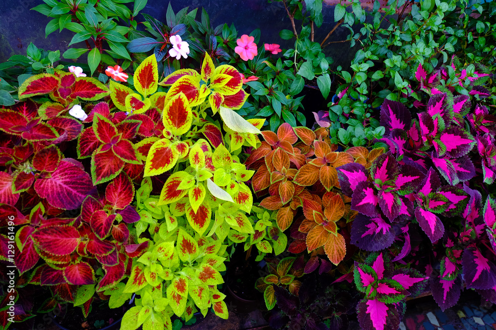 Wall mural coleus. different varieties. home plant