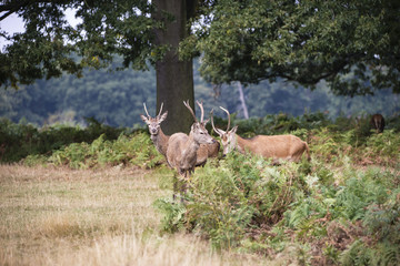 Young red deer stags cervus elaphus in forest landscape during r