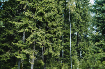 Fototapeta premium View on european green forest