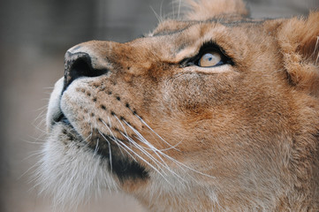 Lioness looking up