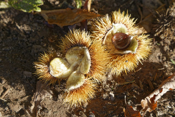 chestnuts