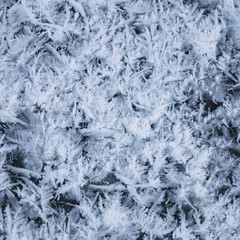 frost patterns on ice