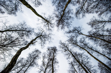 Blick zu den Kronen der Bäume