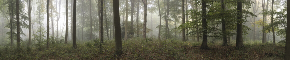 Panorama landscape image of Wendover Woods on foggy Autumn Morni