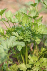 Ботва петрушки на грядке.