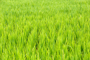 close up of rice paddy ,Thai rice