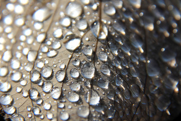 Wassertropfen auf Herbstblatt