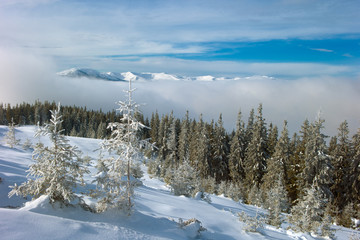 winter forest in mountains