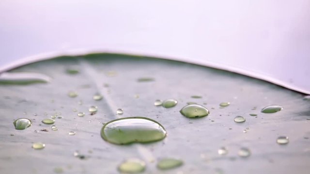Waterdrops on a floating water lily leaf