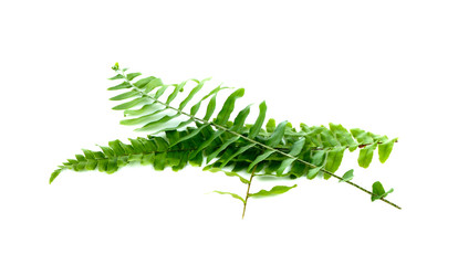 Fern leaf on a white background