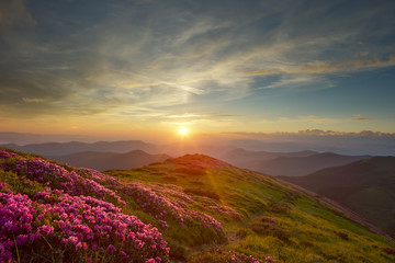 rhododendron in mountains