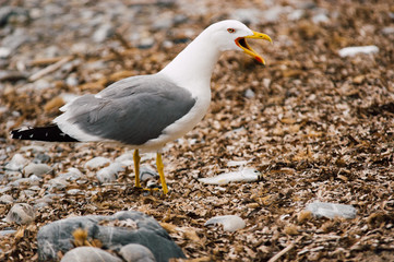 Ocean bird catching fish