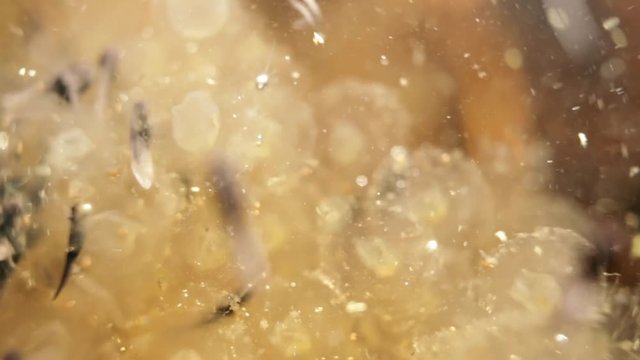 Newly hatched tadpoles wiggling around empty eggs, underwater shot