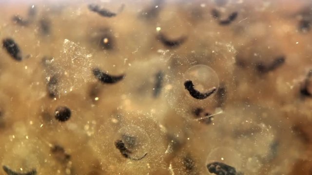 Close-up underwater shot of moor frog eggs with small tadpole embryos developing inside