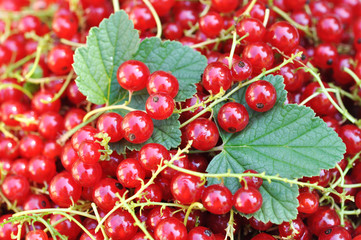 Red Currants with Green Leaves Background, Summer Harvest