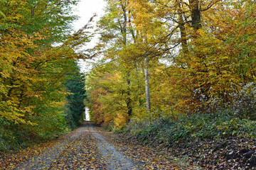 Obraz premium Herbstlaub