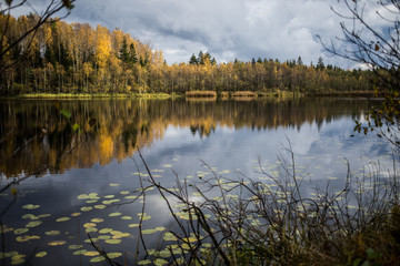Fototapeta na wymiar Forest of yellow autumn trees reflecting in calm lake