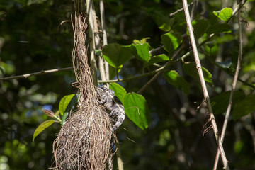Amber Mountain chameleon, Calumma ambrensis on twig National Park Amber Mountain, Madagascar