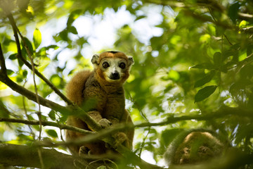 male Crowned lemur, Eulemur coronatus, watching the photographer, Amber Mountain National Park, Madagascar © vladislav333222