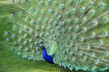 Obraz premium Peacock spreading and displaying his feathers 