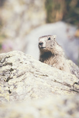 Marmotte