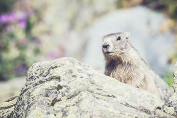 Marmotte