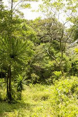 original forest habitat, Amber Mountain National Park,