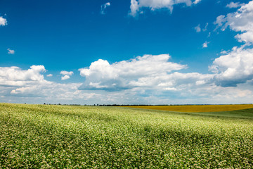Yellow-green field under the clouds
