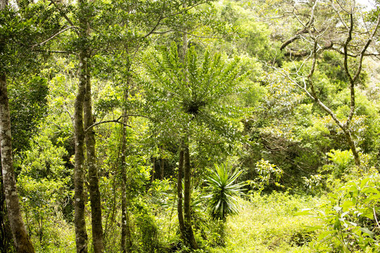 Fototapeta original forest habitat, Amber Mountain National Park,