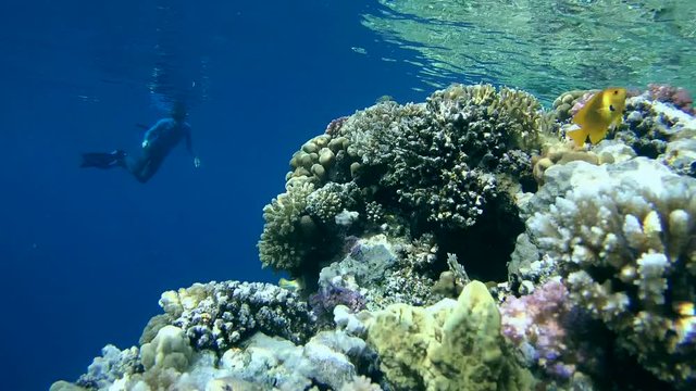 snorkeling - man diving to the coral reef and looks at the bright tropical fish, Red sea, Sharm El Sheikh, Sinai Peninsula, Egypt
