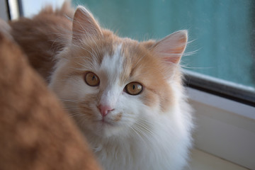 Fototapeta na wymiar Kitten on the windowsill