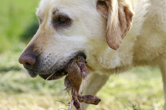 Hund beim Beutefang in der Natur