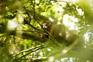 Fototapeta premium Crowned lemur, Eulemur coronatus, not in the trees or see Amber Mountain National Park, Madagascar