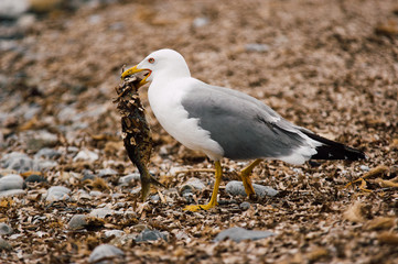 Ocean bird catching fish