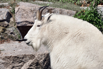 Mountain goat