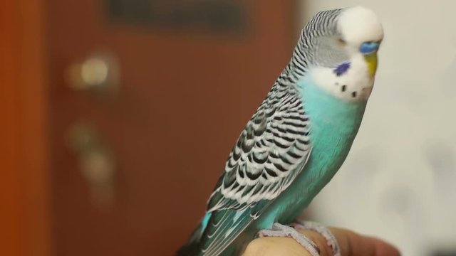 Budgerigar blue (Melopsittacus undulatus) sitting on a human finger, turns his head and blinks.