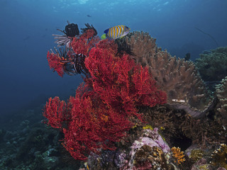 Fototapeta na wymiar Colorful tropical reef (Sea Fan, Feather Stars and Sponge)