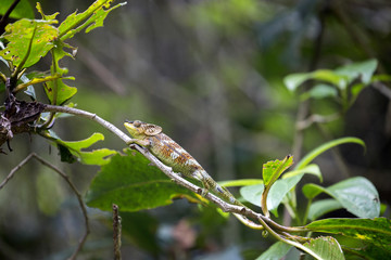 Amber Mountain chameleon, Calumma ambrensis on twig National Park Amber Mountain, Madagascar