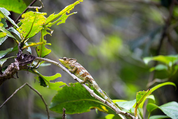 Amber Mountain chameleon, Calumma ambrensis on twig National Park Amber Mountain, Madagascar
