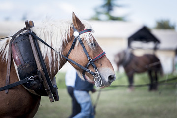 Obraz premium Cheval de trait