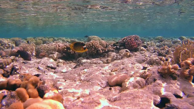 pical fish swim on a beautiful shallow coral reef is reflected from the surface of the water, Red sea, Sharm El Sheikh, Sinai Peninsula, Egypt
