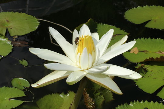 Yellow and white "Water lily" flower in a pond in Zurich, Switzerland.